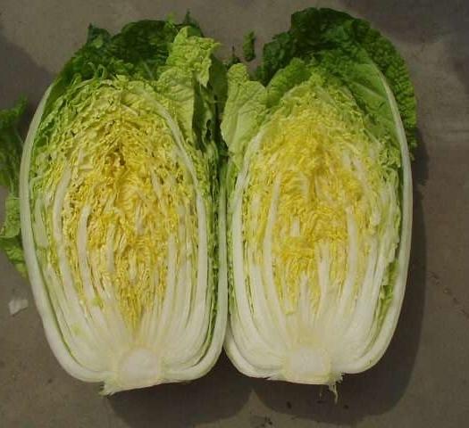 优质白菜。 黄心大白菜，3-6斤左右，有需要联系