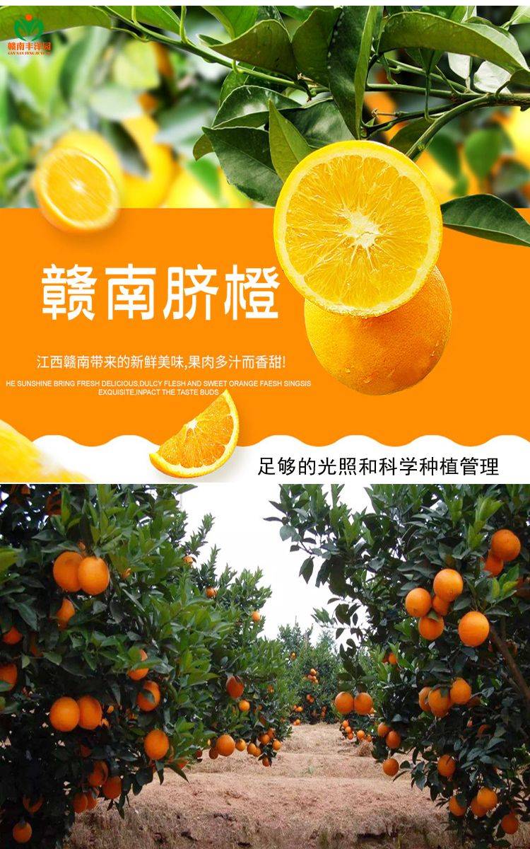 脐橙